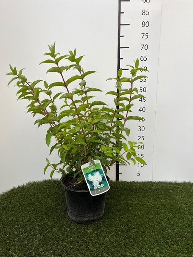 [P0000389] Deutzia magnifica C3 40-60