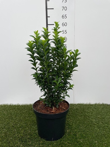 [P0000393] Euonymus jap. Green Spire  C3 40-50