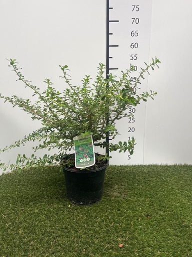 [P0000395] Escallonia hybr. Darts Rosyred  C3 40-50