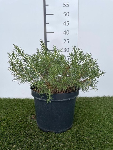 [P0000402] Genista hispanica  C3 25-30