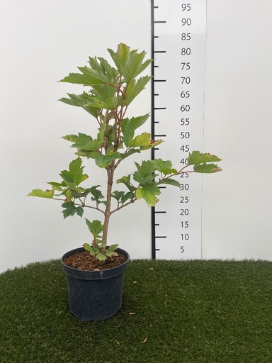 [P0000408] Viburnum opulus C3 40-60
