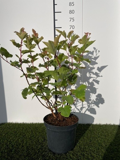 [P0000420] Physocarpus opulifolius Magic Ball C3 30-40