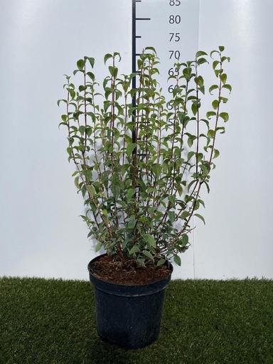 [P0000421] Philadelphus Lemoinei Silberregen C3 40-50