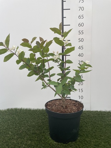 [P0000431] Lonicera tatarica C3 40-60