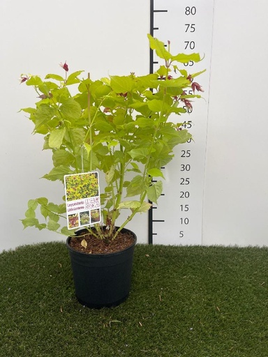 [P0000435] Leycesteria formosa Little Lanterns C3 40-50