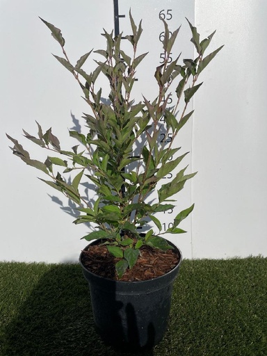 [P0000437] Syringa patula  Miss Kim C3 40-50