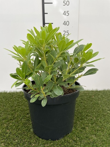 [P0000438] Pittosporum tobira Nanum C3 25-30