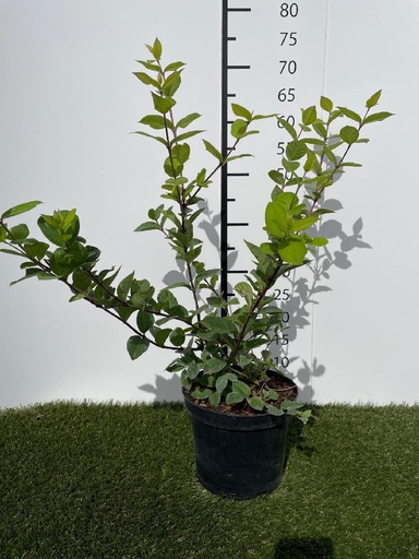 [P0000444] Lonicera fragrantissima C3 40-60