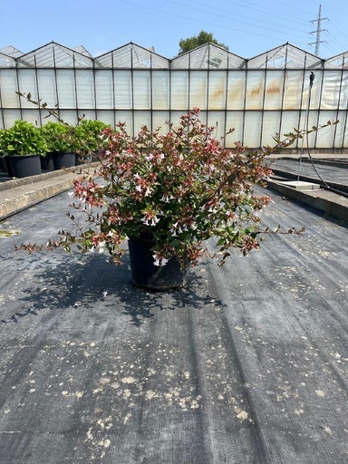 [P0000458] Abelia  Grandiflora C10 50-60