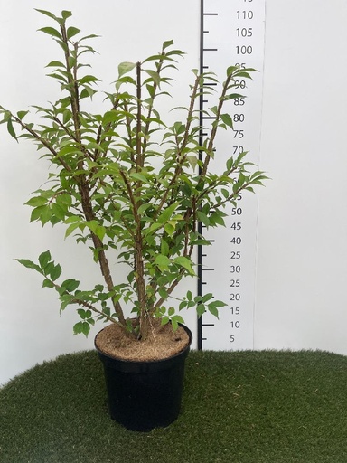 [P0000465] Euonymus  alatus C7.5 50-60