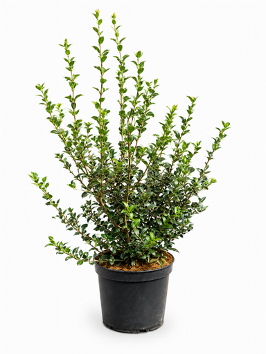 [P0000469] Osmanthus  Burkwoodii C7.5 60-80