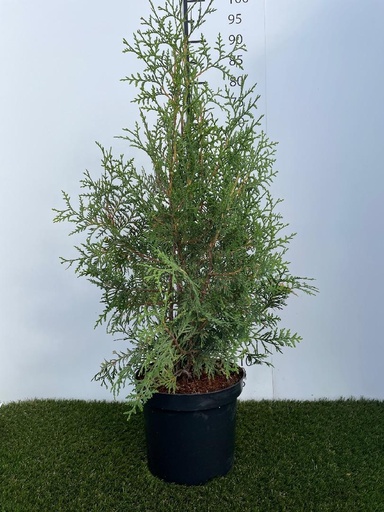 [P0000471] Thuja  occidentalis Brabant C4 60-80