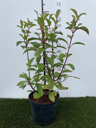 [P0000472] Viburnum  bodnantense Dawn C3 40-50