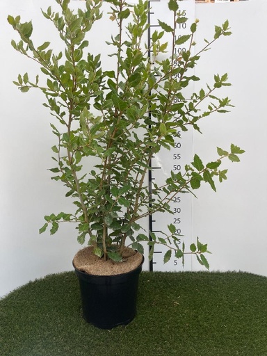 [P0000476] Quercus ilex C7,5 80-100