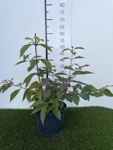 [P0000490] Callicarpa bodinieri Imperial Pearl 40-60