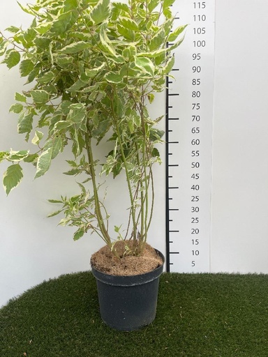 [P0000493] Cornus alba Elegantissima C7,5 80-100