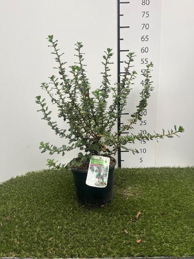 [P0000500] Escallonia Donard Radiance C3 40-50