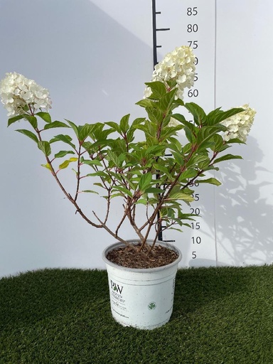 [P0000504] Hydrangea Paniculata Little Lime Punch C4 40-50