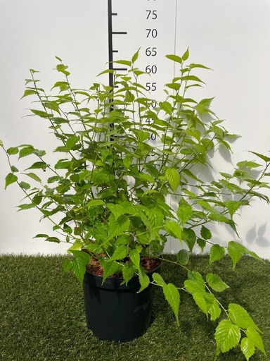 [P0000511] Kerria japonica Golden Guinea C3 40-50
