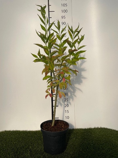 [P0000523] Euonymus europaeus C3 60-80