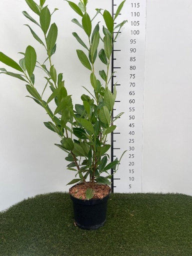 [P0000530] Prunus  laurocerasus Caucasica C4 80-100