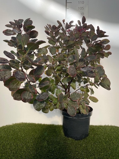 [P0000536] Cotinus coggygria C7.5 60-80