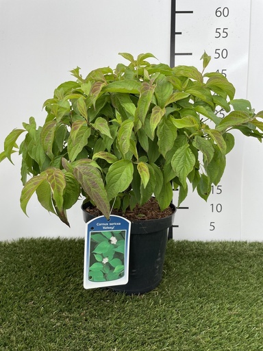 [P0000537] Cornus  sericea Kelseyi C1.5 20-25