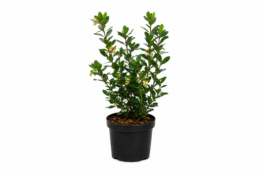 [P0000573] Arbutus unedo Roselily C3 30-40