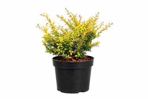 [P0000575] Berberis thunbergii Golden Dream C3 30-40