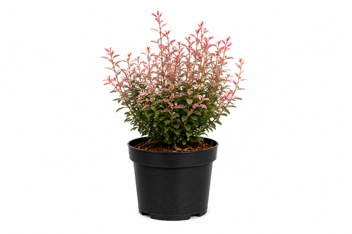 [P0000578] Berberis thunbergii Rosy Rocket C3 30-40