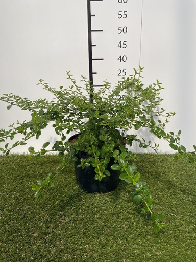 [P0000597] Ceanothus thyrsiflorus Repens C3 25-30
