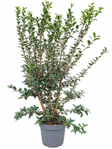 [P0000691] Osmanthus Burkwoodii C7,5 80-100