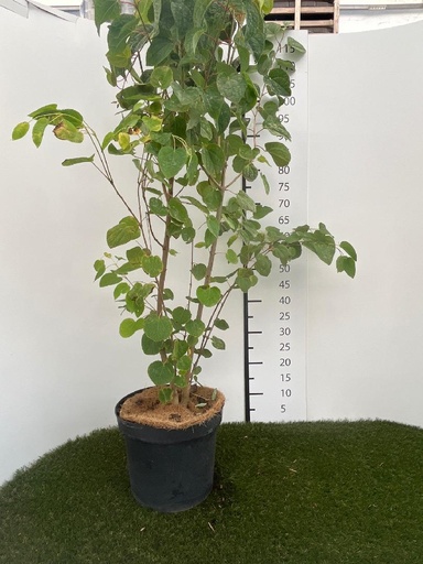 [P0000602] Cercidiphyllum japonicum C7,5 100-125